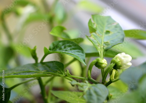 Pepper grows and blooms on the window. Green sprouts of a sweet vegetable.