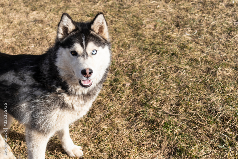 daylight. Husky dog. With multi-colored eyes. He wants to play. The mouth is open and the tongue is visible. There is a flare daylight. Husky dog. With multi-colored eyes. He wants to play. The mouth is open and the tongue is visible. There is a flare