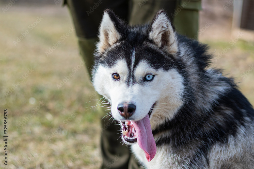 daylight. Husky dog. With multi-colored eyes. The mouth is open and the tongue is visible. There is a flare daylight. Husky dog. With multi-colored eyes. The mouth is open and the tongue is visible. There is a flare