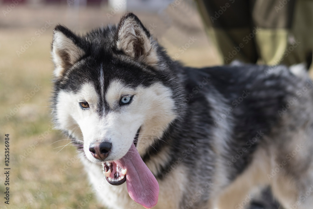 daylight. Husky dog. With multi-colored eyes. The mouth is open and the tongue is visible. There is a flare daylight. Husky dog. With multi-colored eyes. The mouth is open and the tongue is visible. There is a flare