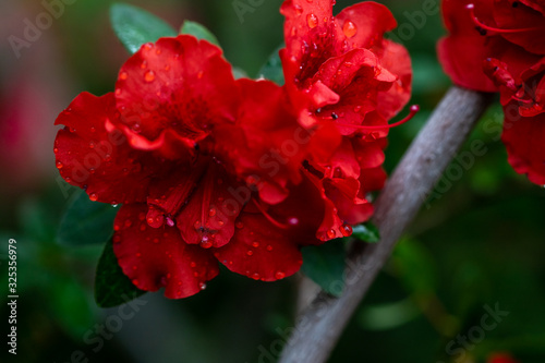 Azaleas tropical flower.