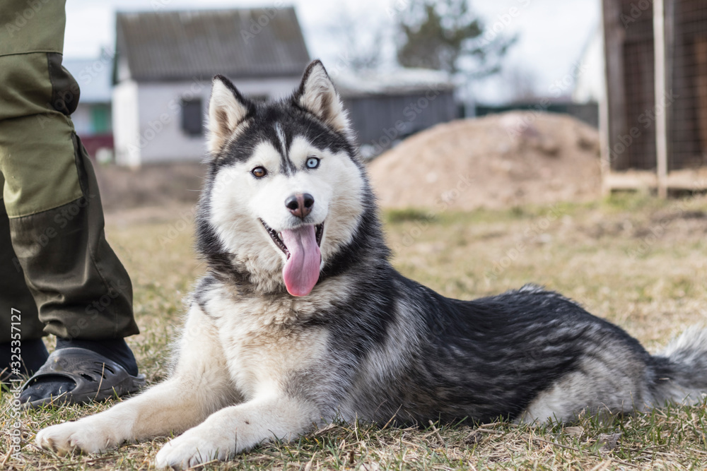 Obraz premium daylight. Husky dog. With multi-colored eyes. The mouth is open and the tongue is visible. There is a flare