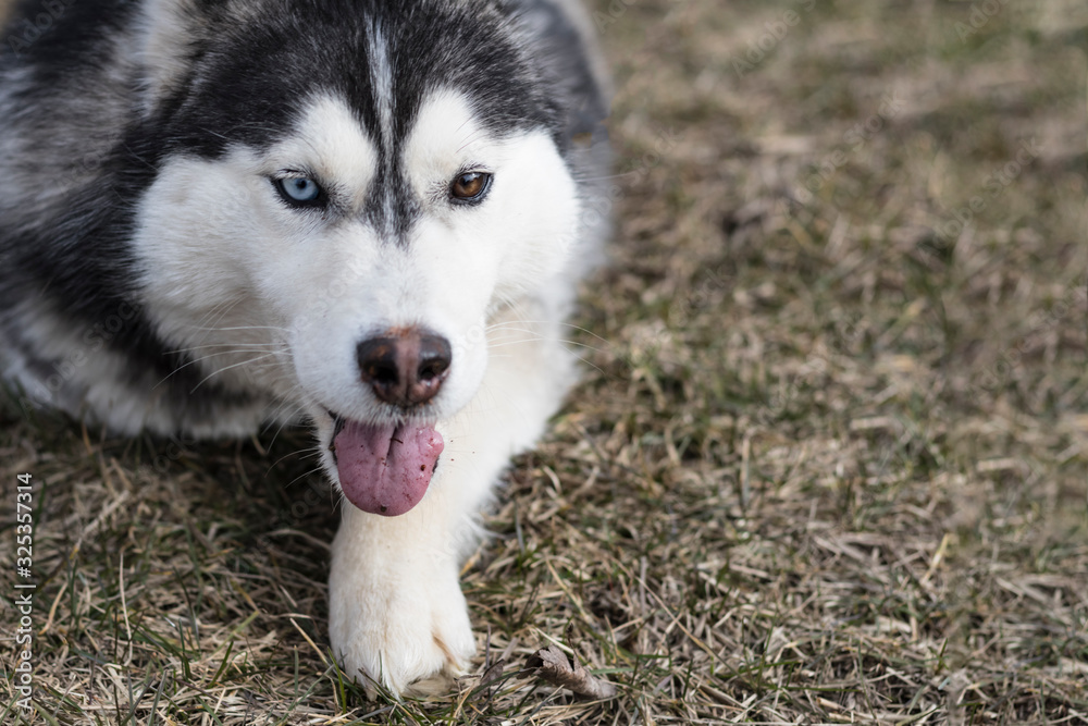 daylight. Husky dog. With multi-colored eyes. He wants to play. The mouth is open and the tongue is visible. There is a flare