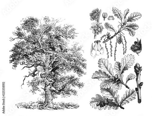 Sessile oak (Quercus petraea) Engraved antique illustration from Brockhaus Konversations-Lexikon 1908