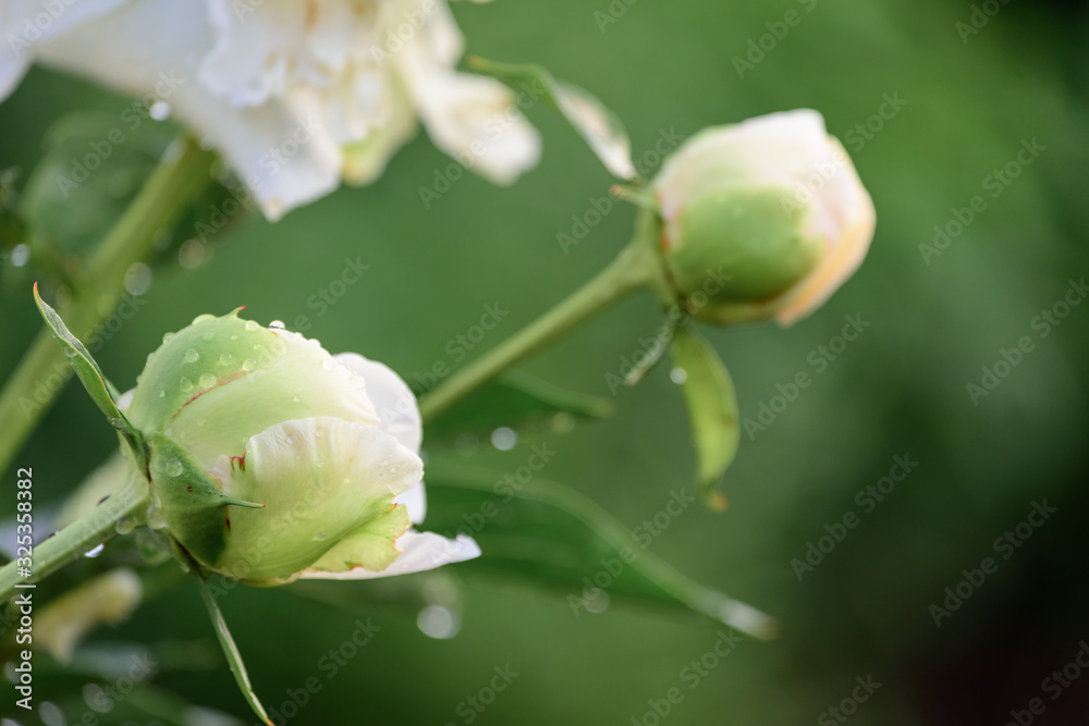 Beautiful flowers blooming in spring day. Beautiful flowers blooming in spring day.