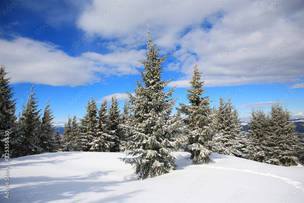 Spruce covered with snow in the mountains. Eastern Carpathians. Spruce covered with snow in the mountains. Eastern Carpathians.