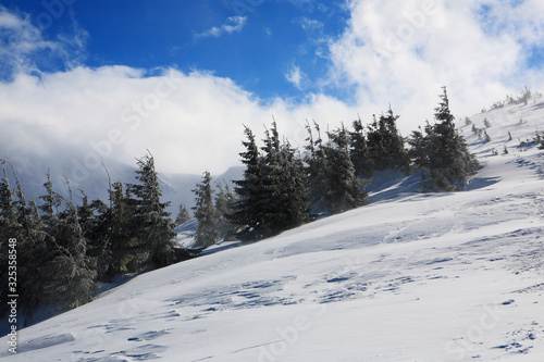 Spruce covered with snow in the mountains. Eastern Carpathians.