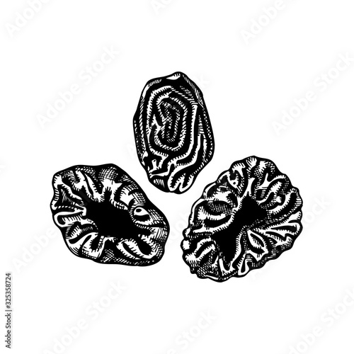 Hand drawn dried plum fruits sketches set. Vintage dehydrated prune in engraved style. Delicious healthy dessert - French plums.