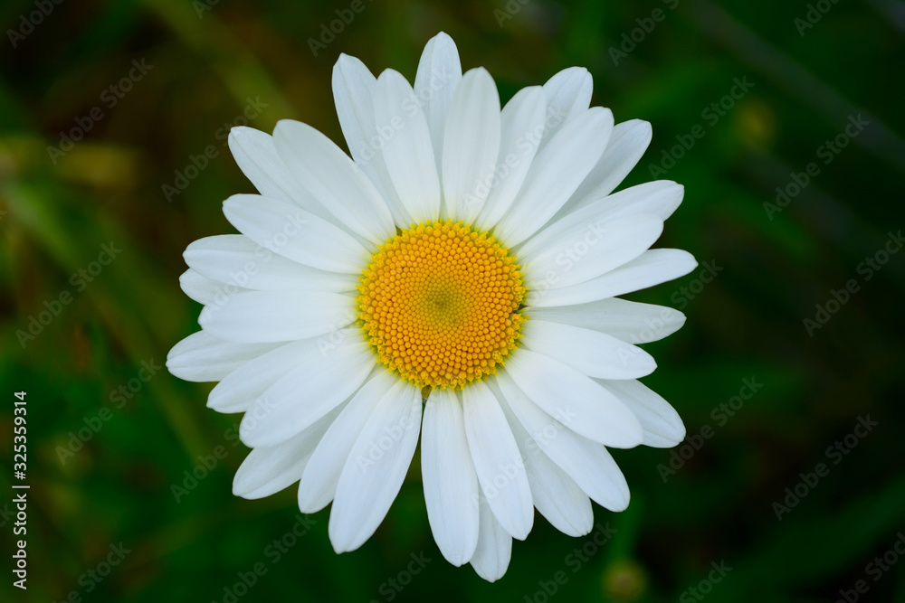 Camomile in the natural environment Camomile in the natural environment