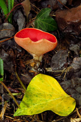 Red mushroom Scarlet elf cup (Sarcoscypha sp.) red fungi Sarcoscypha coccinea or scarlet elf cap, scarlet cup, fungus in family Sarcoscyphaceae, order Pezizales ex Helvella coccinea, saucer or cup sha photo