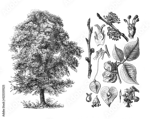 Sessile oak (quercus petraea) Engraved antique illustration from Brockhaus Konversations-Lexikon 1908