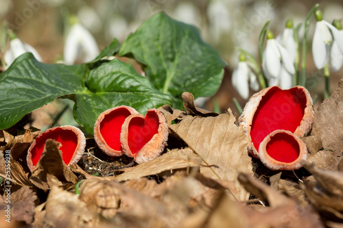 Red mushroom Scarlet elf cup (Sarcoscypha sp.) red fungi Sarcoscypha coccinea or scarlet elf cap, scarlet cup, fungus in family Sarcoscyphaceae, order Pezizales ex Helvella coccinea, saucer or cup sha photo