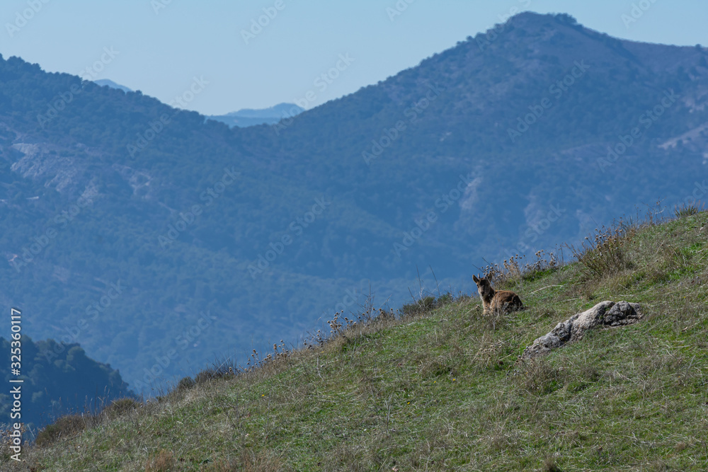 Mountain goat on a hillside with background views of Sierra Nevada