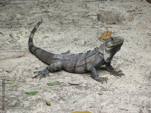 iguana on rock