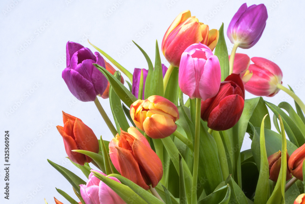 Tulpenstrauß , bunt im Frühling Ausschnitt vor wießwm Hintergrund Tulpenstrauß , bunt im Frühling Ausschnitt vor wießwm Hintergrund