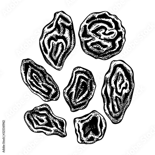 Hand drawn dried grapes - raisin sketches set. Vintage dehydrated fruits in engraved style. Delicious healthy dessert - raisins. Realistic oriental sweets vector illustrations.
