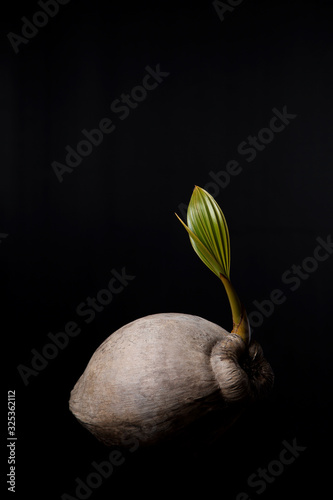 Coconut on the black background