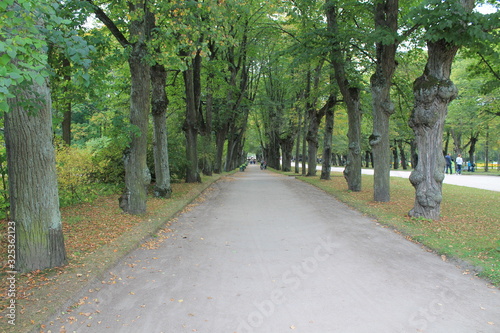 Fototapeta Naklejka Na Ścianę i Meble -  path in the Park