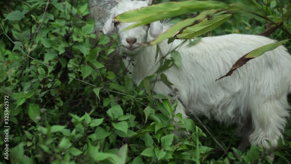 Hairy goat eats grass, medium shot, shallow DOF Hairy goat eats grass, medium shot, shallow DOF