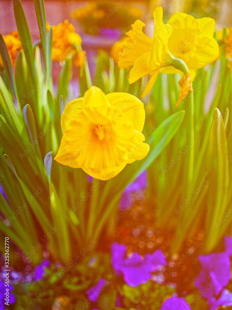 Fototapeta premium Violets and daffodils on nature background NY reflex