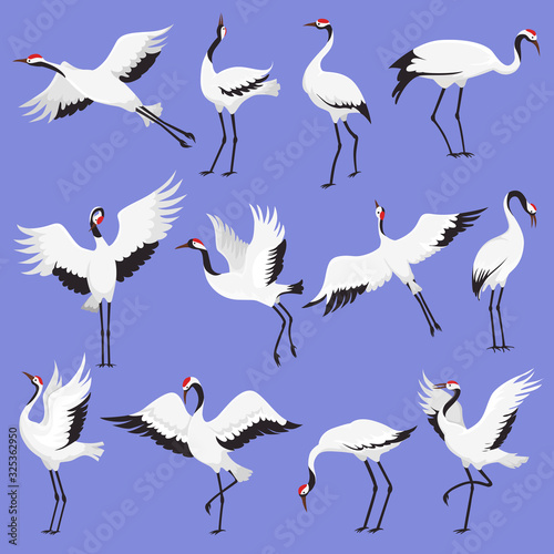 Crane birds with red crowns vector illustration. Japanese cranes in different poses. Flying and standing crane birds isolated on blue background.