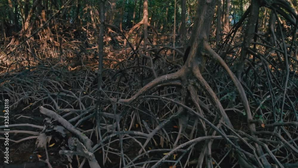 Mangrove forest in the drought season 2 Mangrove forest in the drought season 2