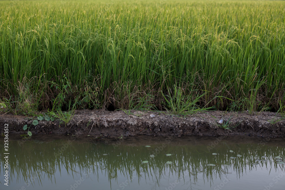 Obraz premium Rice plants in rice paddies waterfront