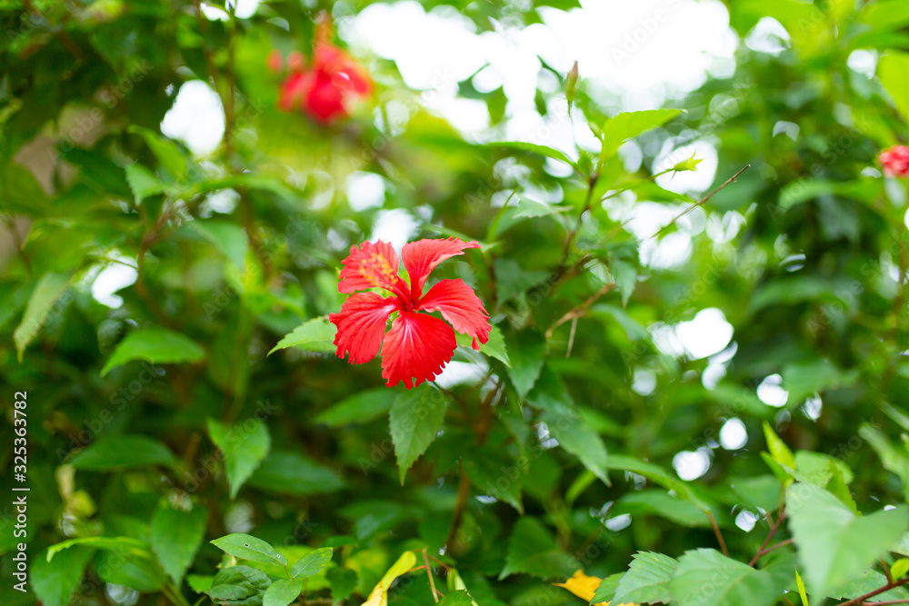 Red tropical hibiscus flower in a green garden Red tropical hibiscus flower in a green garden