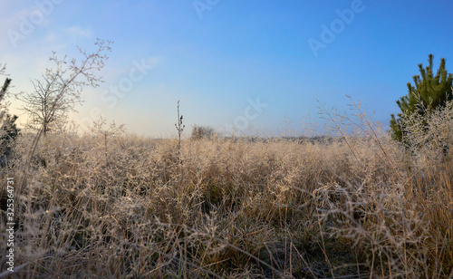 Frosted grass on a frosty day