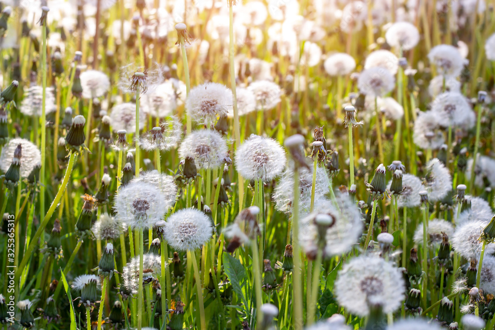 Fresh green dandelions and white fluffy blowball flowers blossom in the meadow on grass field background in summer season.