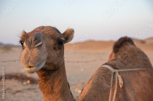 A group of Arab camels in the barn Saudi Arabia
