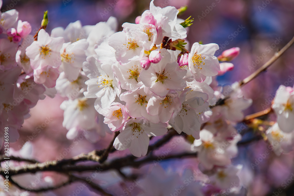 A closeup of cherry blossom in the springtime. Vancouver BC Canada A closeup of cherry blossom in the springtime. Vancouver BC Canada