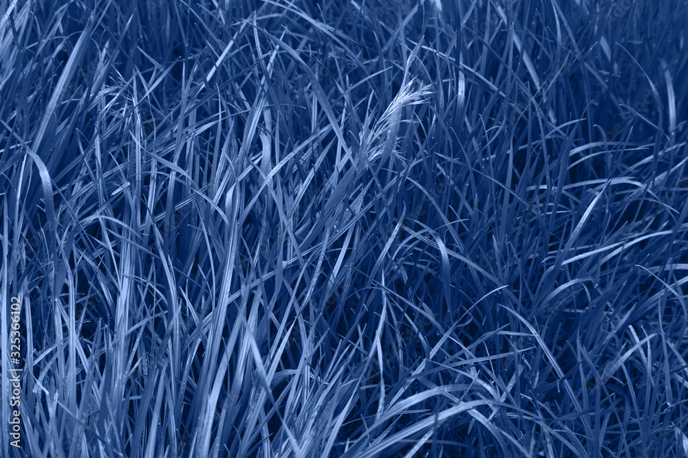 Obraz premium Grass with rain drops.