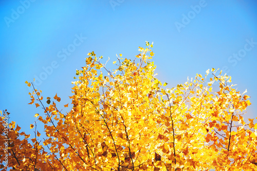 Branches of trees with golden yellow leaves during sunny autumn day against clear blue sky as a creative natural background. Hello autumn concept.