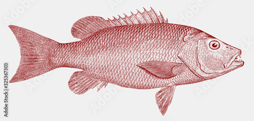 Mangrove snapper lutjanus griseus, food fish from the Atlantic Ocean in side view photo