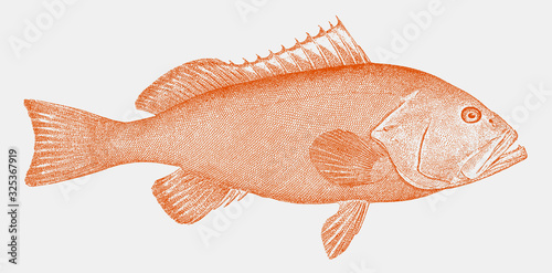 Red grouper epinephelus morio, threatened marine fish from the Western Atlantic in side view photo