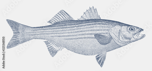 Striped bass morone saxatilis, marine fish from the Atlantic coast of North America photo