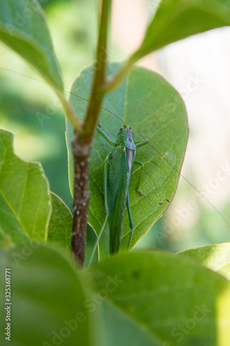 Grasshopper on a leaf of magnolia plant