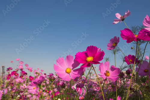 pink cosmos flower