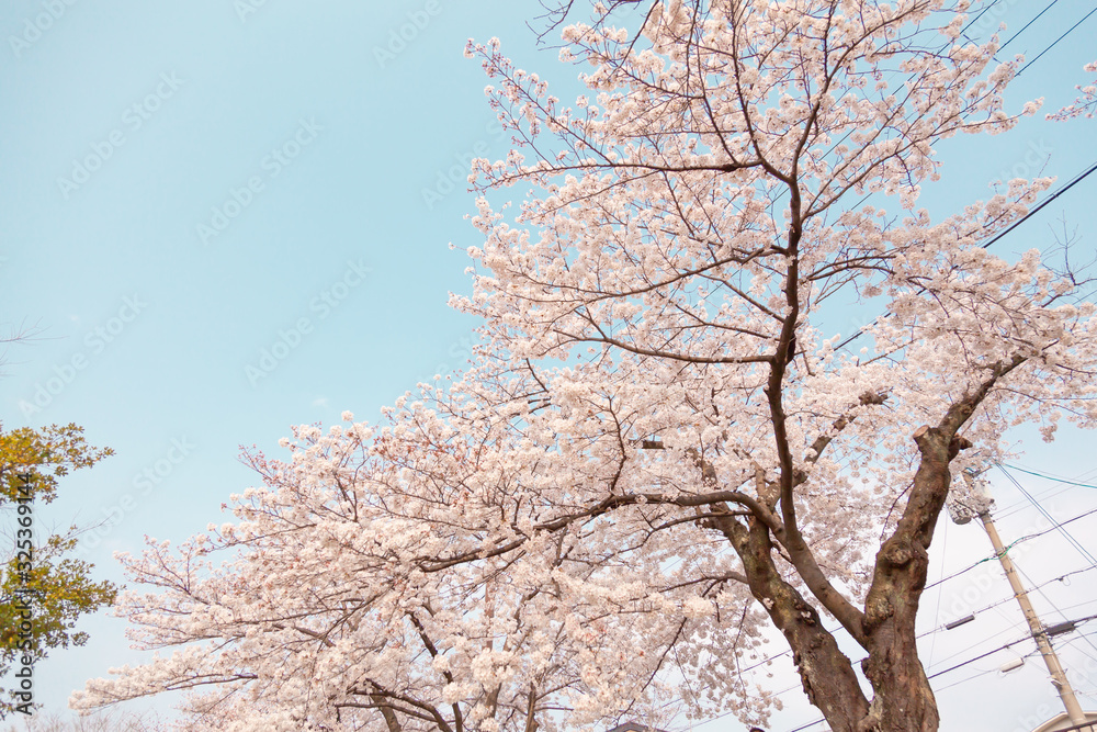 【京都】鴨川の桜 【京都】鴨川の桜