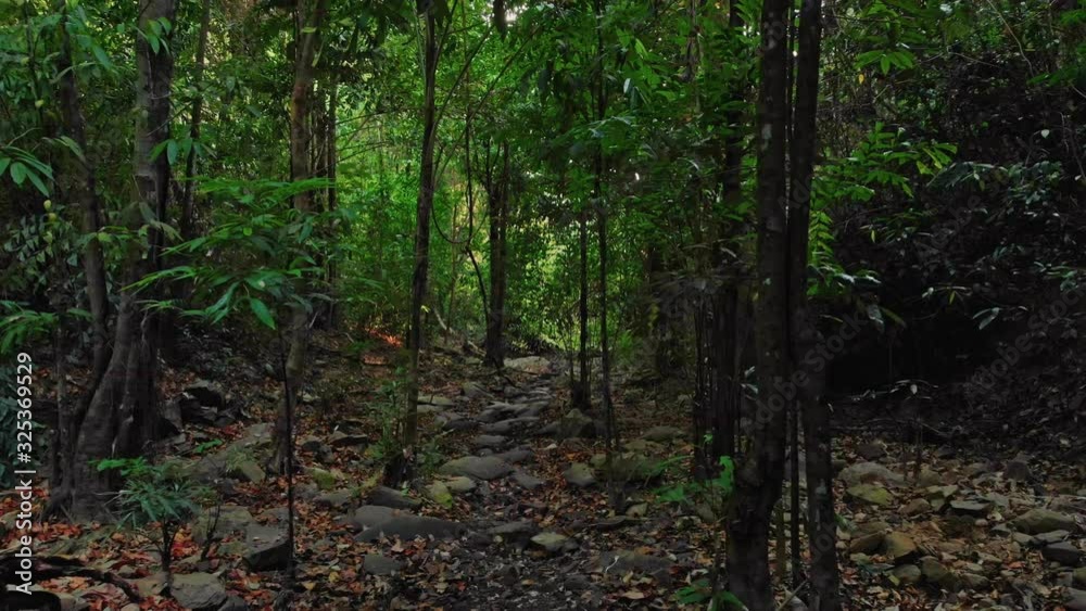 Tropical jungle on Phuket island in Thailand 18 Tropical jungle on Phuket island in Thailand 18