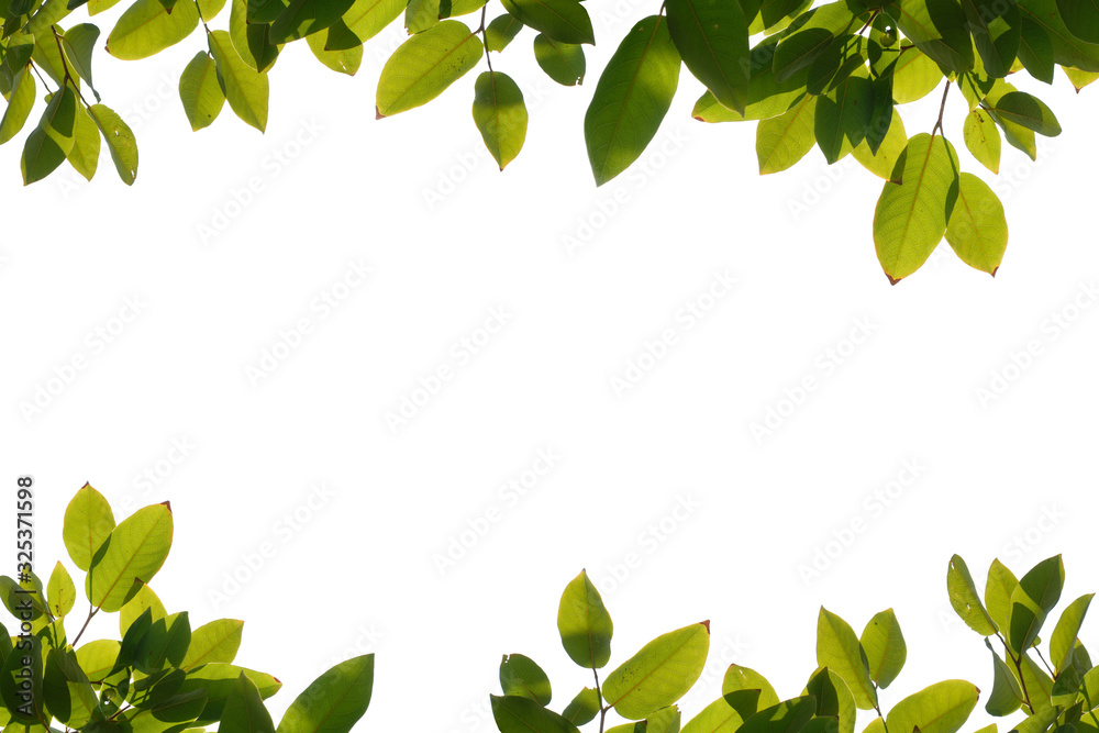green tree branch isolated on white background