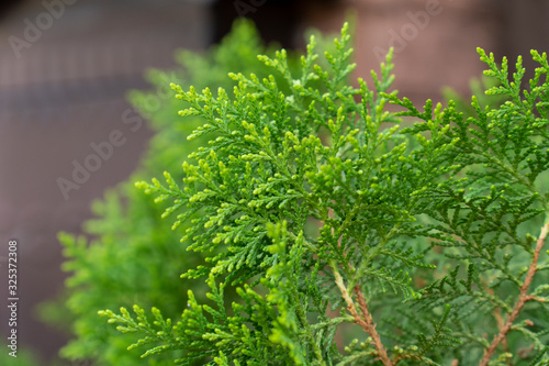 Arborvitae,Thuja occidentalis plant is green beside the house