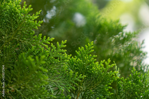 A feather stuck on the branch of Arborvitae,Thuja occidentalis plant is green beside the house