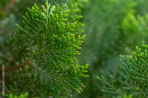 Arborvitae Thuja occidentalis plant is green beside the house