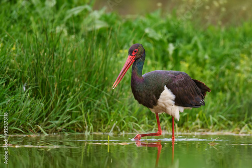 Black Stork - Ciconia nigra, beautiful iconic water bird from European fresh waters, Hortobagy, Hungary.