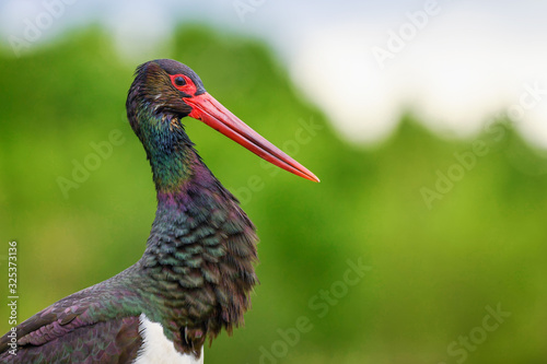 Fotografie Black Stork - Ciconia nigra, beautiful iconic water bird from European fresh waters, Hortobagy, Hungary