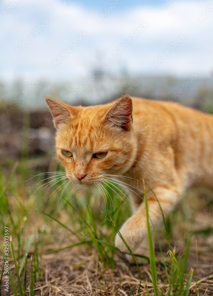 Portrait of a red cat on the nature.