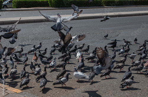 a beautiful view of flock of pigeons, Jeddah, Saudi Arabia, 2020