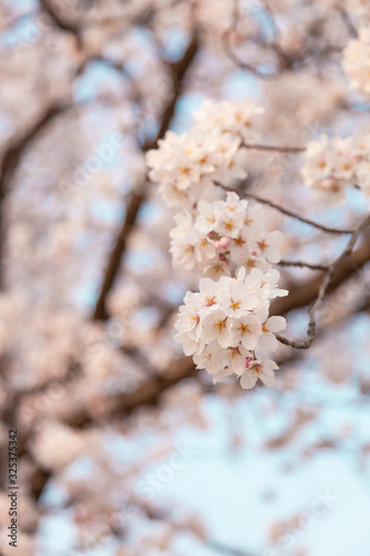 【京都】鴨川の桜 © Kanako Nakai